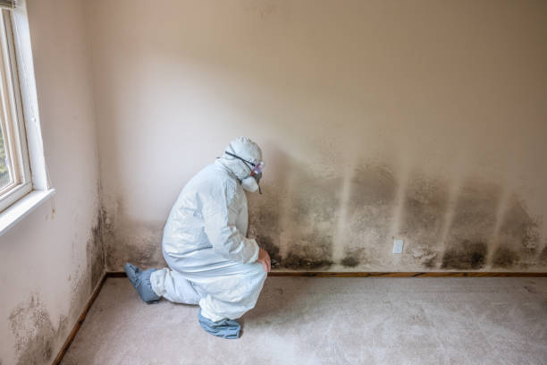 Mold Remediation